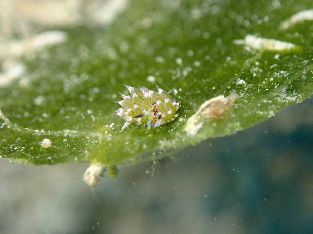 s-P1194773.jpg
