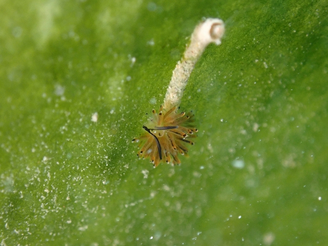 s-P1194742.jpg
