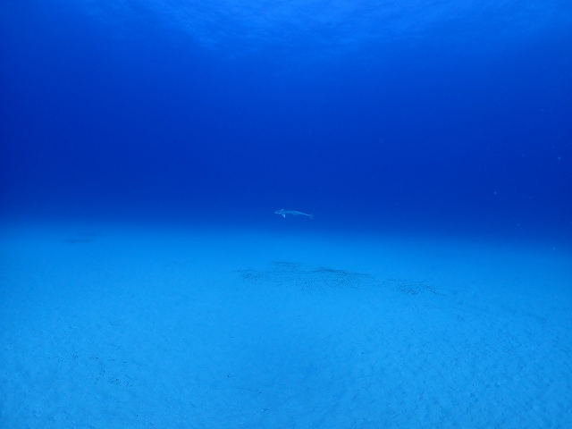 s-P1194678.jpg