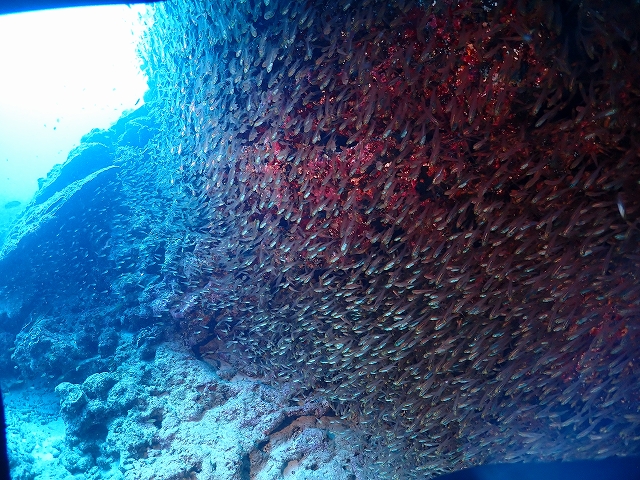 P2104864.jpg
