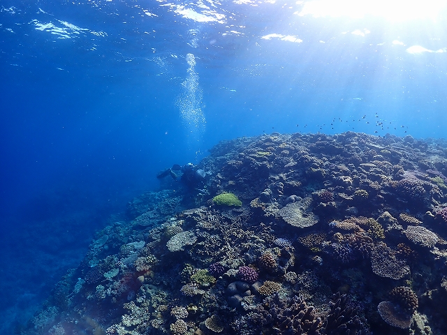 s-P1194728.jpg